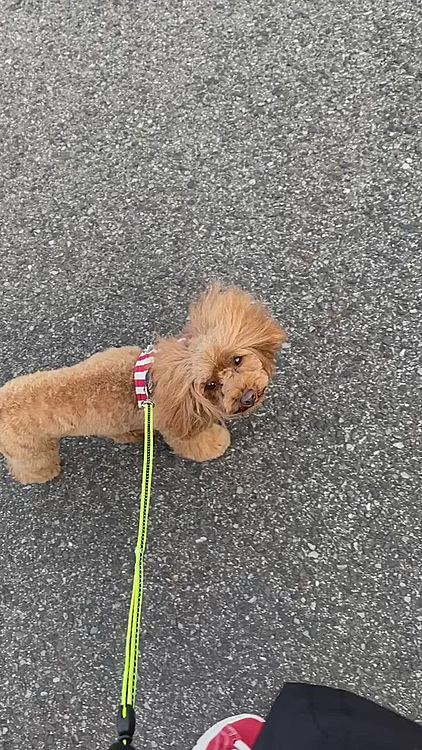 家に帰っても疲れた様子もないピーチ🐶
元気なので更にお散歩🎶
ピッちゃん！ピッちゃん！とうるさいね😅
🐶ﾊｲﾊｲ、見れば良いでしょ！って感じかな😅