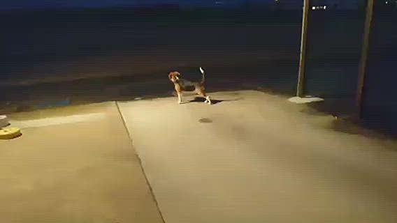姪っ子が夜遊んでくれたよ❣️🐶💕
