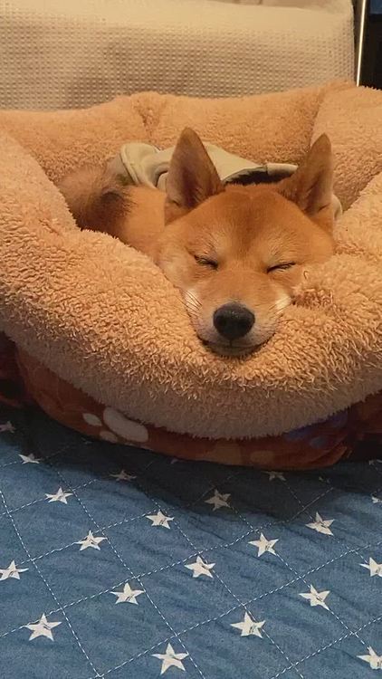 夜、みんなと起きていたくて頑張って起きてたけど…
やっぱり眠い櫂さん😴