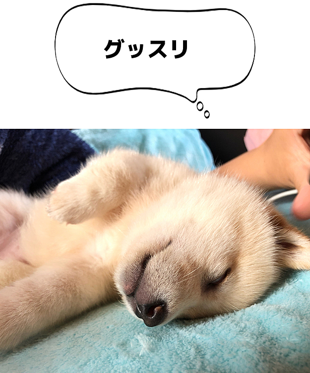 安心して寝てます(*´∀｀*)たいせいがすごいです！