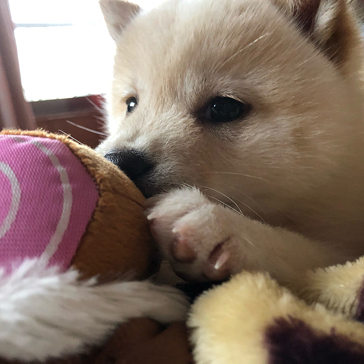 お肉のおもちゃを買いました！