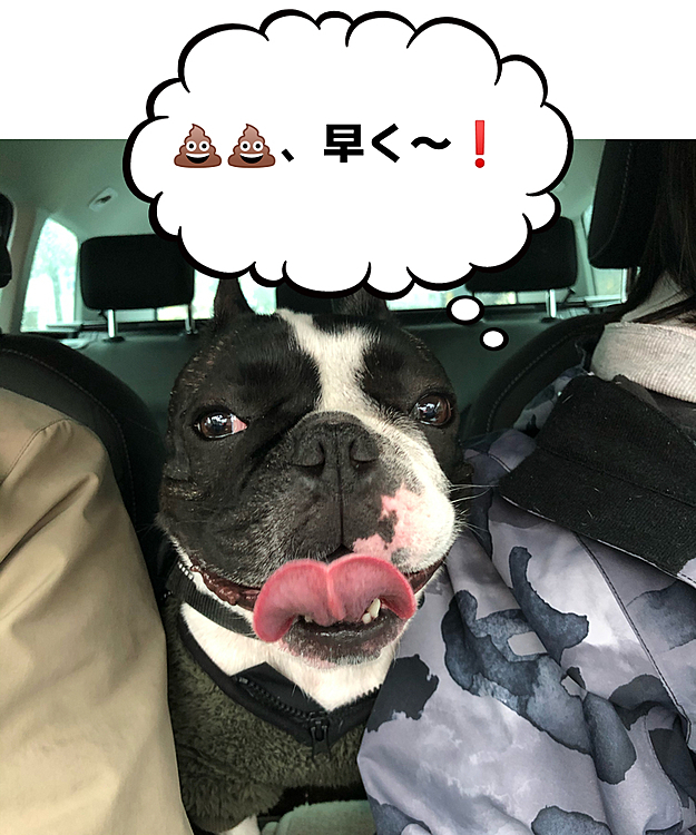 今日は激しい雨のまろ地方です。
💩外派のまろは、ホームセンターの駐車場へ😅