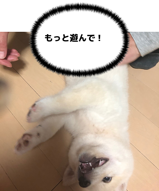 かみかみしながらじゃれてます(*'▽'*)