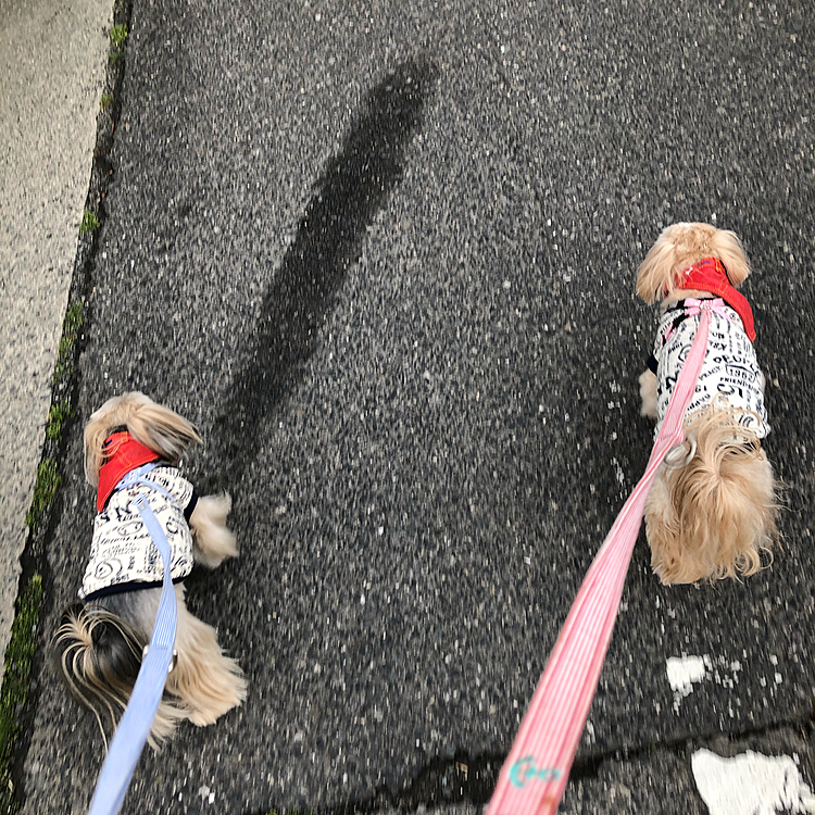 今日のお散歩🐾
いつもとは違うコースを歩いてみました。