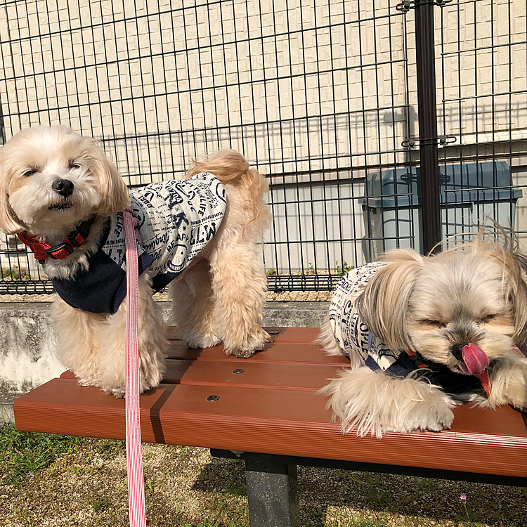 途中休憩中。
しまった😖先にオヤツを与えたら、こっちを向いてくれない😅
思うような写真が撮れないから、変顔🤪を投稿してやる😆