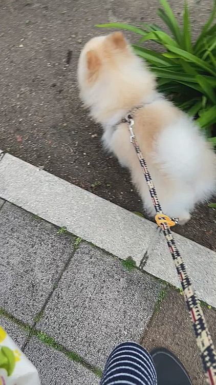 テチテチお散歩でしたが、、
この後公園で覚醒してました❣️😆