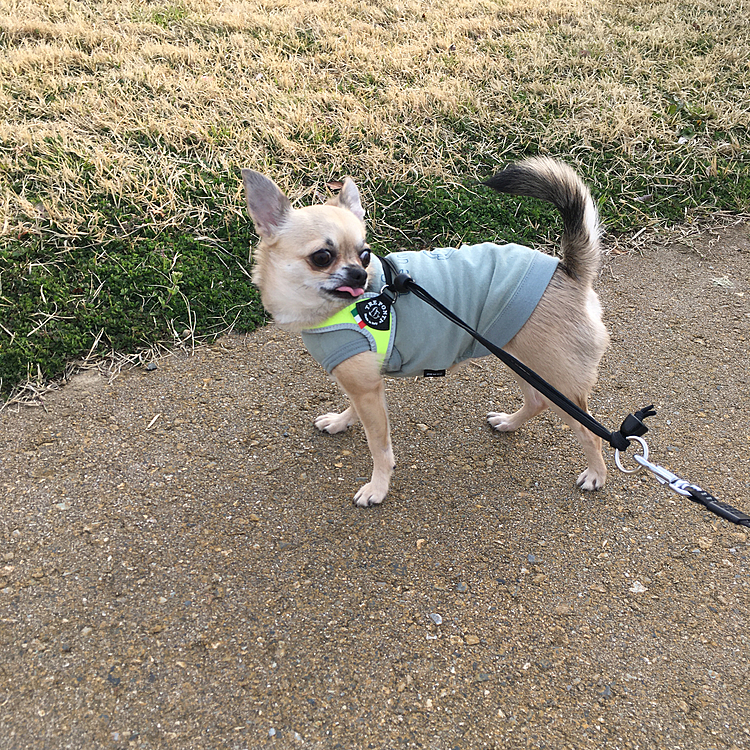 ドッグラン併設の公園までお散歩へ行きました🐕🐾
大きな声や音がすると急発進😆
何やら落ち着きがなくあちこち行ったり来たりのpocoでした😳