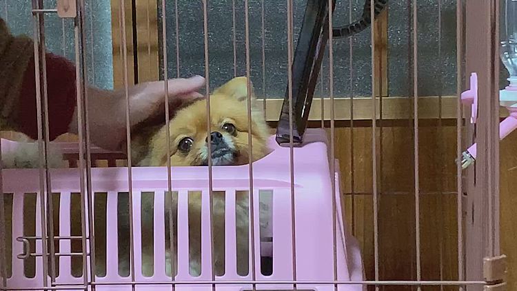 ルルちゃん、パパにナデナデしてもらって
おやすみ〜☺️