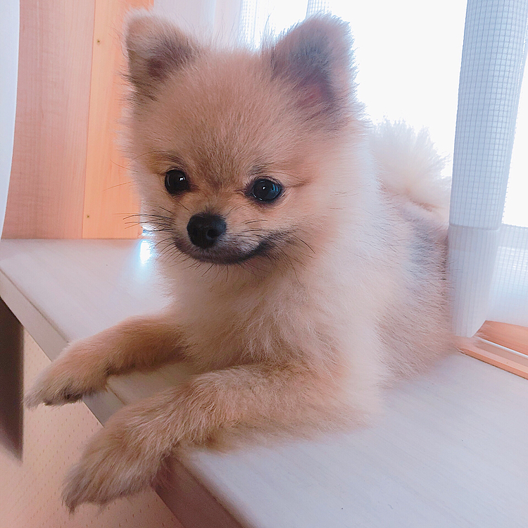 今日は雨だったねー☔高いところ好きだから出窓でくつろぐ❤️
