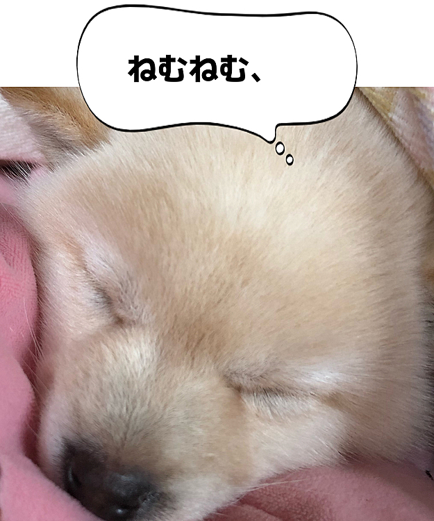 いつも寝てるなーーーーー(●´ω｀●)