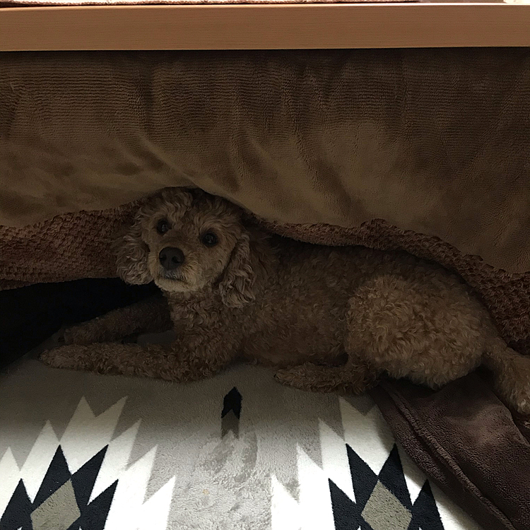 昨日の散歩あと、こたつに入ると暑いしで、こたつ布団を奥まで追いやって寝ようとしてます😅そこ、母ちゃんの席ですよ‼️
雨宿りしてるんちゃうんやから🤣
