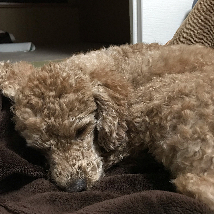 結局は、母ちゃんの隣に来てこたつ布団の上で寝始めました😄