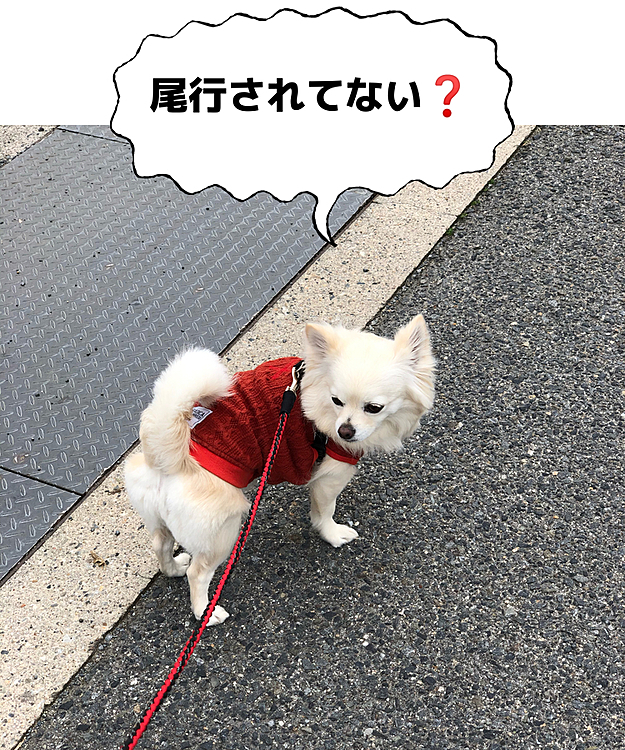 おはようございます😄🐶
小雪と朝ん歩に行ってきました🐾👣
よく振り向くんやけど…
小雪よ、何に狙われてるん❓🤣