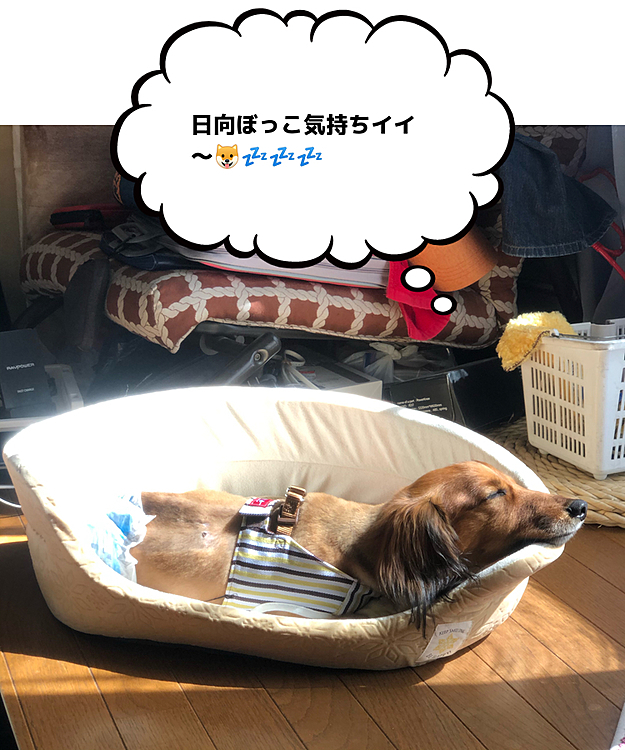 昨日の台風の様な天気から一転､今朝ココ太郎をだっこバック❓に入れていつものお散歩コースを久々にゆっくり歩いてきました💡
御主人様達もココ太郎🐶もとっても気持ち良かったです😆😆😆
ちなみにココ太郎🐶はあまりにも気持ち良かったらしく…だっこバックの中でウ〇チ💩漏らしてました😱💦まぁ久々だしお散歩の気持ち良さ思い出したって事で🤗🤗🤗