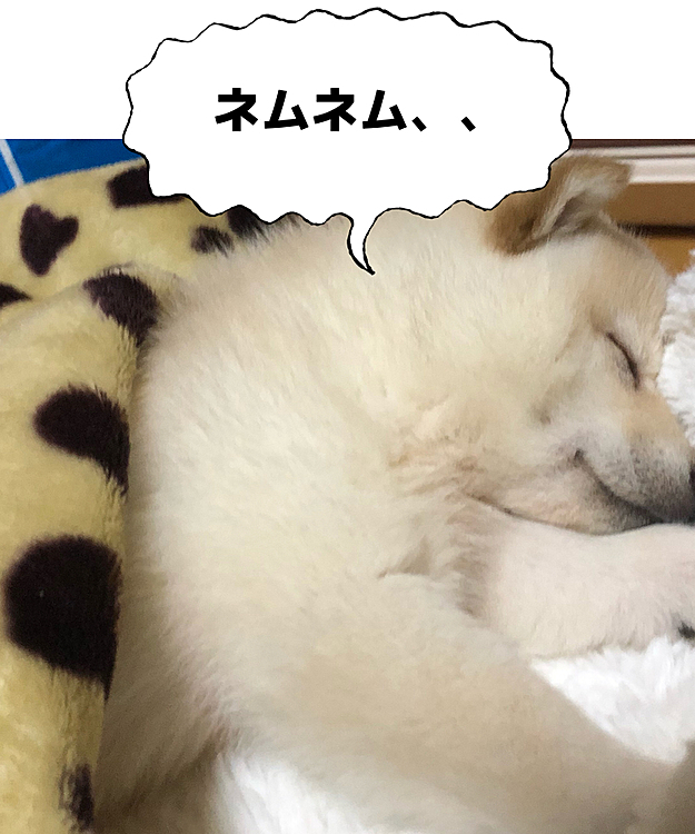 お布団かけておねんねしよう！(=ﾟωﾟ)ﾉ