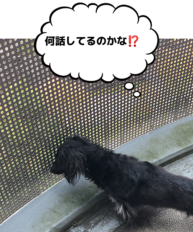 ベランダに出たら、下で誰か話してるのをじっと聞いてました❣️
可愛いなぁ💕
