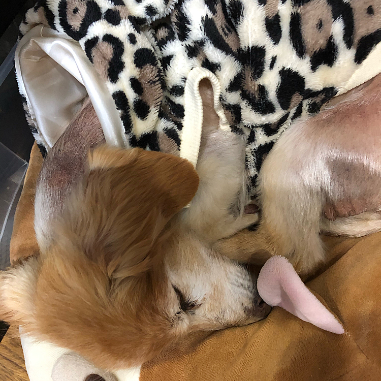 老犬の体調は不安定です。。。⤵️
少し前までは体調も良さそうで、1月に倒れて以降順調に回復していましたが、急にご飯も食べず、薬も嫌がり、転んだ拍子に痩せた足を捻挫してしまったみたいで、歩きもしなくなってしまった😭💦💦

幸いにもテレワーク期間はもう暫く続きそうなので、精一杯お世話しよう‼️