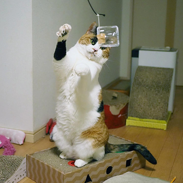 アタックにゃ
