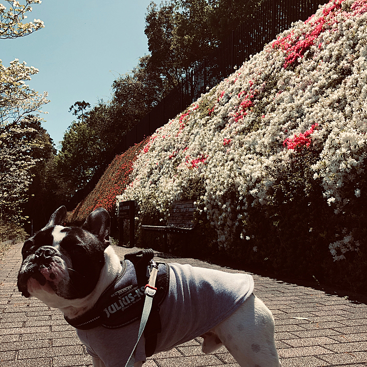 今日は遅めの朝のお散歩行って来ました😀
