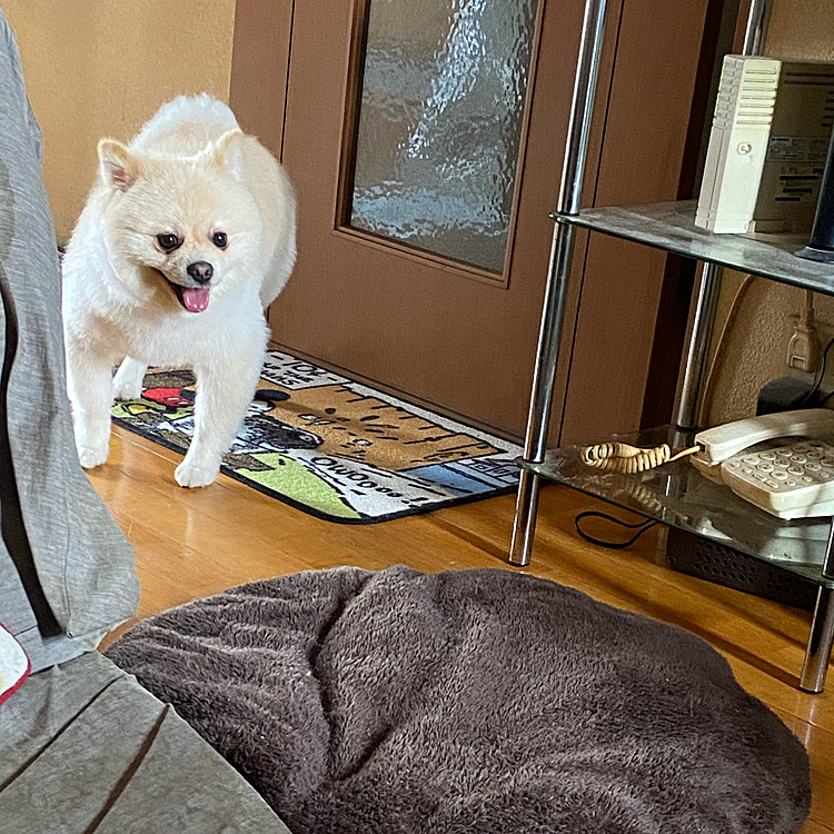 サッパリしましたよー🐶❣️