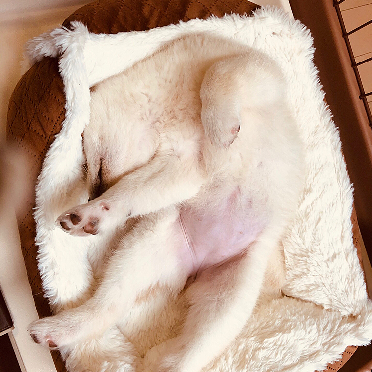 すごいたいせい