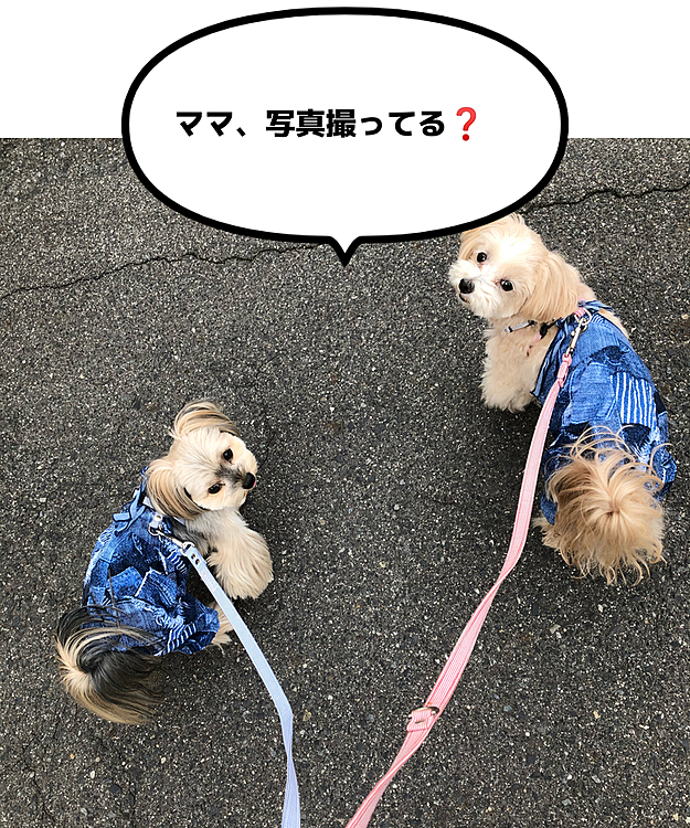 今日のお散歩🐾
後ろ姿の写真を撮ってたら、振り向いてくれた😊