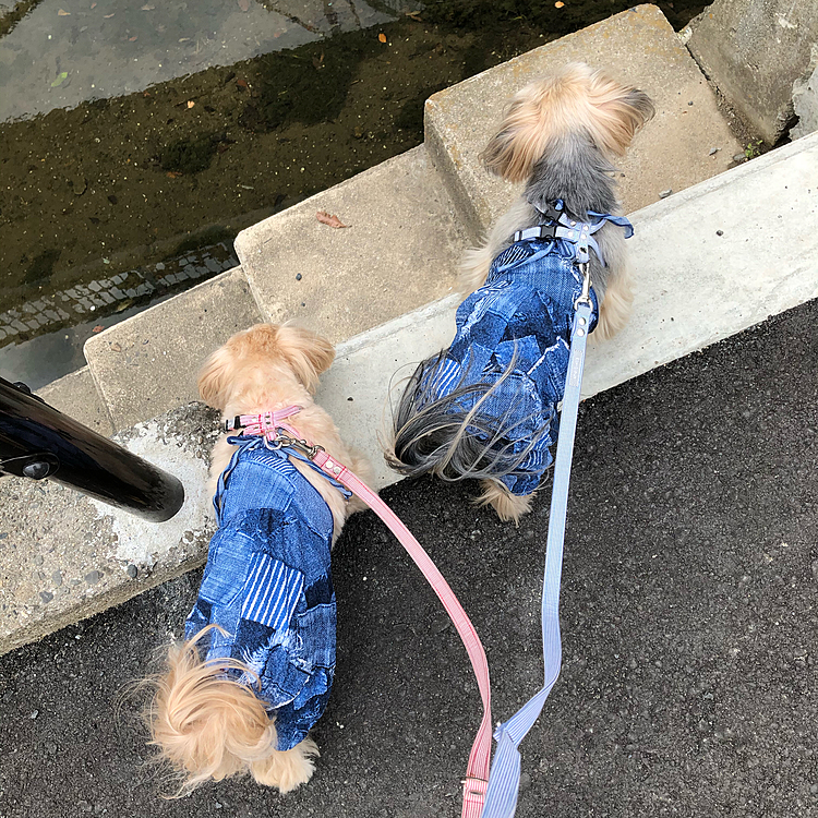相変わらず、好奇心が止まりません🤣
１時間以上の散歩になってしまい、🐶🐶にとっては限界かも。今は爆睡で充電中🔋です☺️
