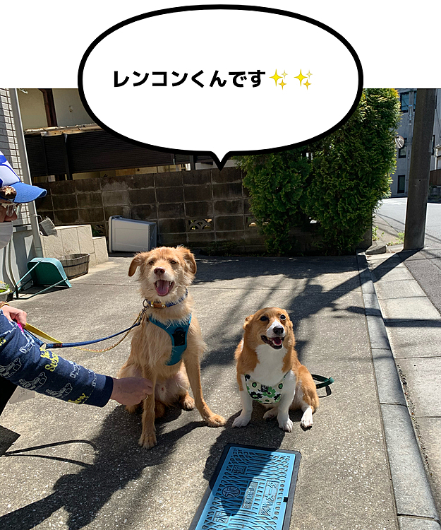 こんにちは😃
いいお天気です☀️
今日はマーチのトレーナーの先生がおやつのお裾分けを持って来てくれました‼️
ご主人とレンコンくんも一緒です☺️
レンコンくんは元々広島で野犬だったのですが、捕獲されて保護施設にいて、去年から先生のお家の子になりました☺️
最初は都会が怖くて、何に対してもビクビクしていたみたいですが、今はすっかりシティボーイです😆
マーチとも仲良しで、マーチはお顔をペロペロしてました💕