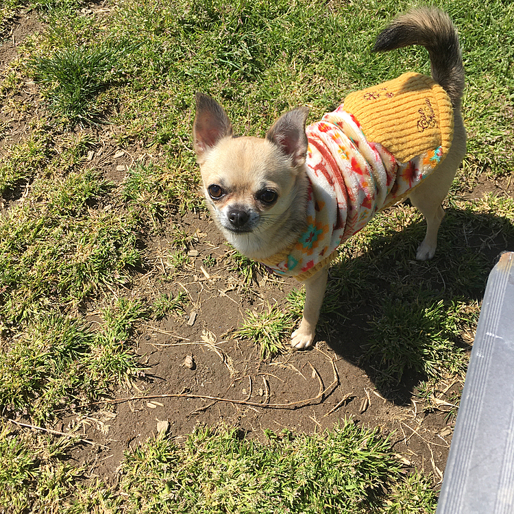 今日は天気も良く日差しがポカポカ
ドッグランへ行ってきました🐕🐾