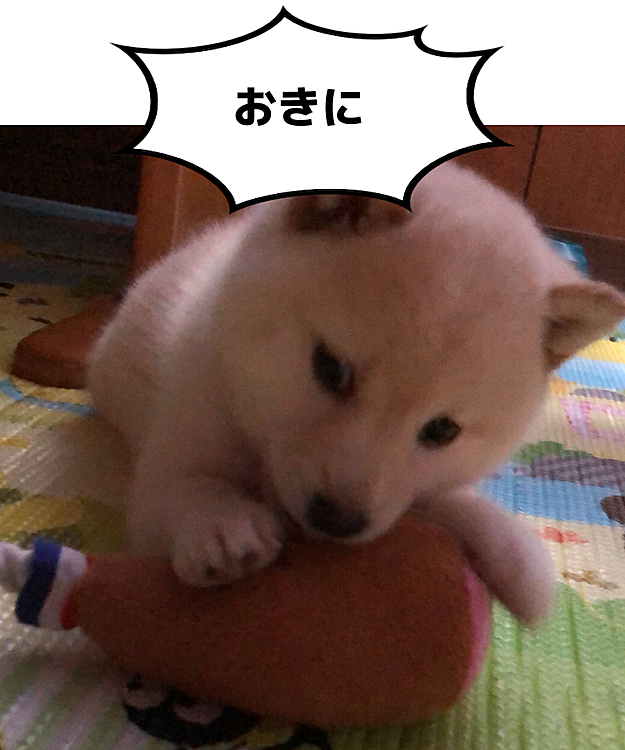 お気に入りだそうです！
