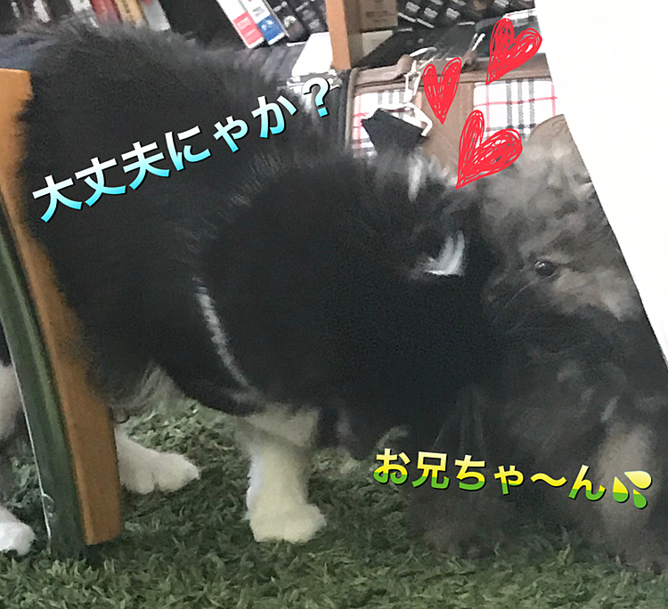 【今日の1コマ】
しっかり面倒みてくれる深海（うみ）🐱と
うーさん🐱について歩く大陸（りく）🐶。
仲良し兄弟だね(*´ω｀*)♡
どっちも大切な我が子🐶🐱だよ～