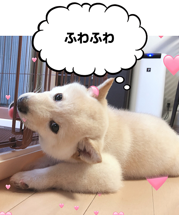 はじめのお風呂に入りました(*^ω^*)
最初は怖がっていましたが、最後は、
大人しくなりました。∩^ω^∩
においもいいにおいになりました。
大変だったけど、綺麗になって良かったです