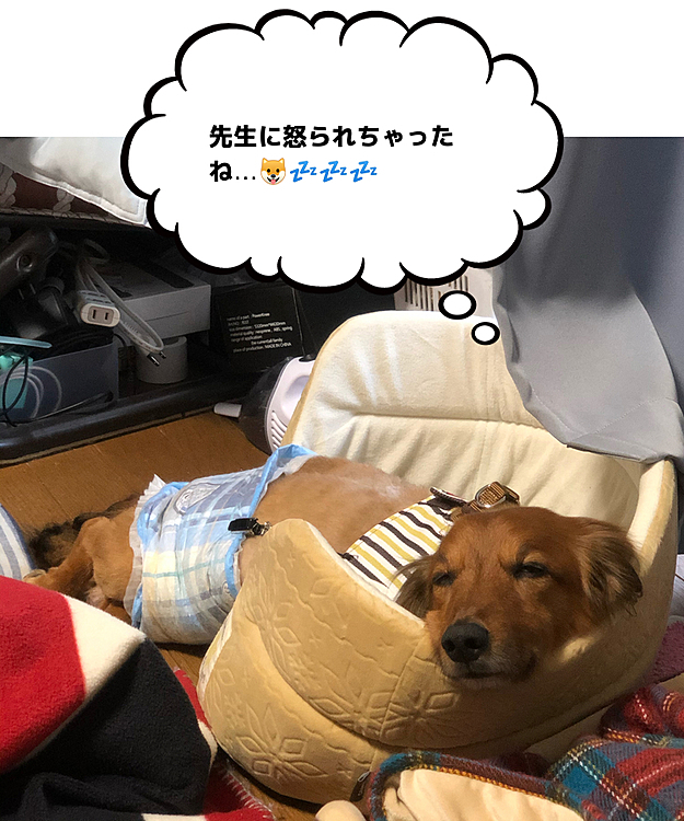 今日の検診で先生に「筋力が落ちてます😓」って怒られちゃいました💦💦💦
自宅リハビリ1週間だとなかなかやり方も確立出来ないからねぇ…でも明日からまた頑張ろうね💪💪💪