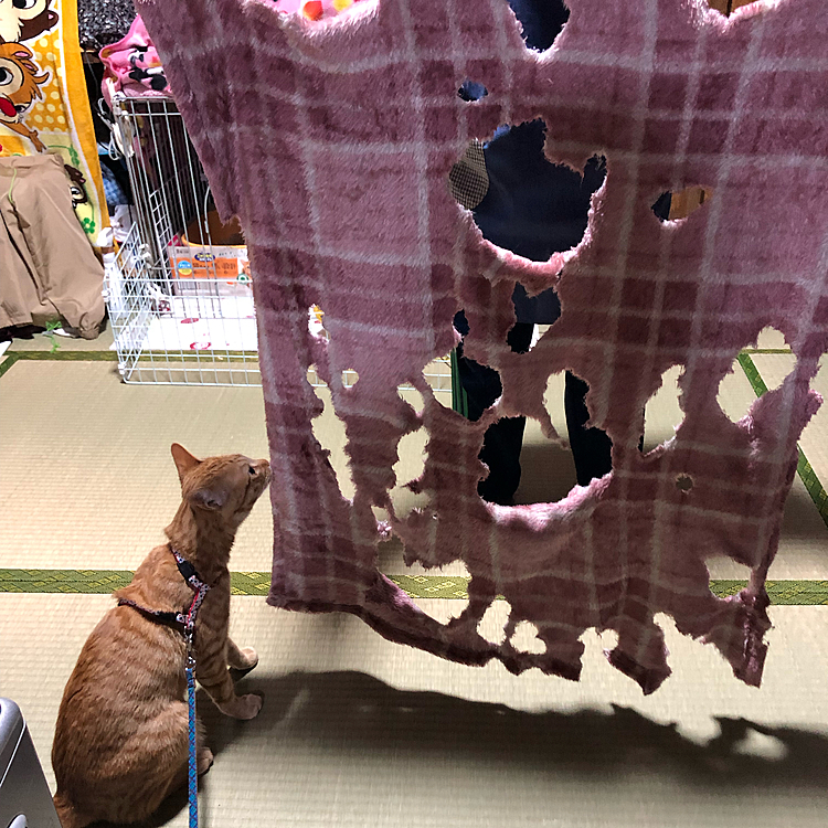 最近、海が赤ﾁｬﾝ返りしてるのか毛布をチュパチュパするんですけど、噛みちぎってしまうのが困ります😰
蓮輝のベッドにまで手を出して来て、穴開けられちゃって😱💦
乳離れ早いとこうなる子もいるとか🤔
