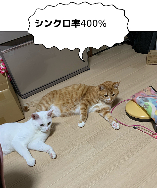ミサトさん！！
(意味不明な方ｽﾐﾏｾﾝ。私エヴァンゲリオン好きなんですよw)