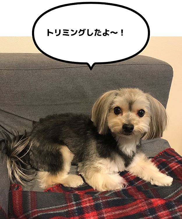 今日はデイジー🌼地方は快晴！
2ヶ月に１回のトリミング✂️してきました。
トリミング後のデイジー🌼です。
耳も短く、鼻周りもスッキリした分だけ、目が大きく感じますね。
毎度思うのが『ウルトラの母』のような耳なんです。
来月は部分カット✂️の予定です。