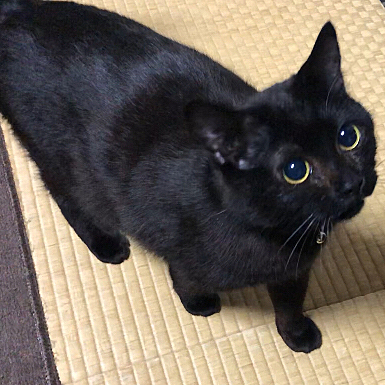 日曜日いかがお過ごしかにゃ？
YouTubeに最新の動画のせたにゃ🐱是非見に来てねん🐱
https://youtu.be/o6Xhw92kOZQ