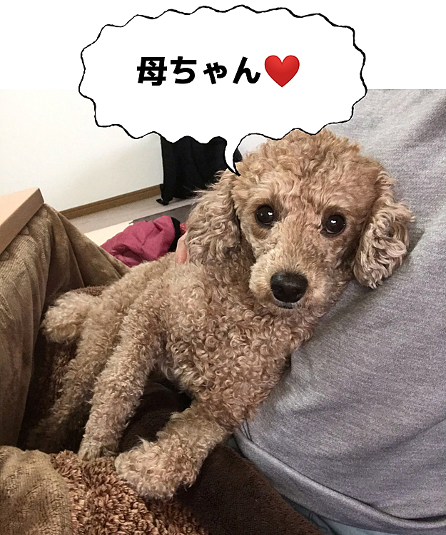そしていつもの甘えん坊タイムです😊この時はカメラ目線ですよね(笑)