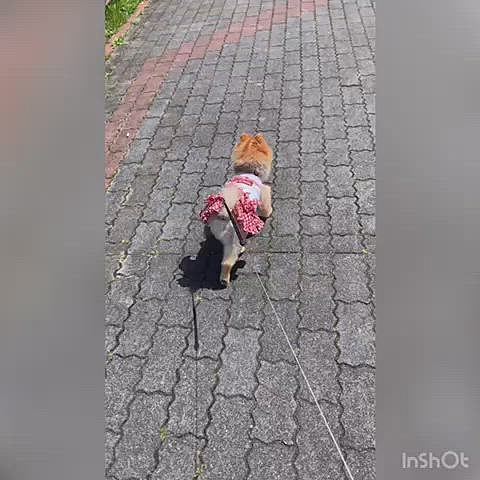 別の踏切、お姉ちゃんはスタスタと行っちゃったけど、電車が行ってから追いかけるルルちゃん🤣