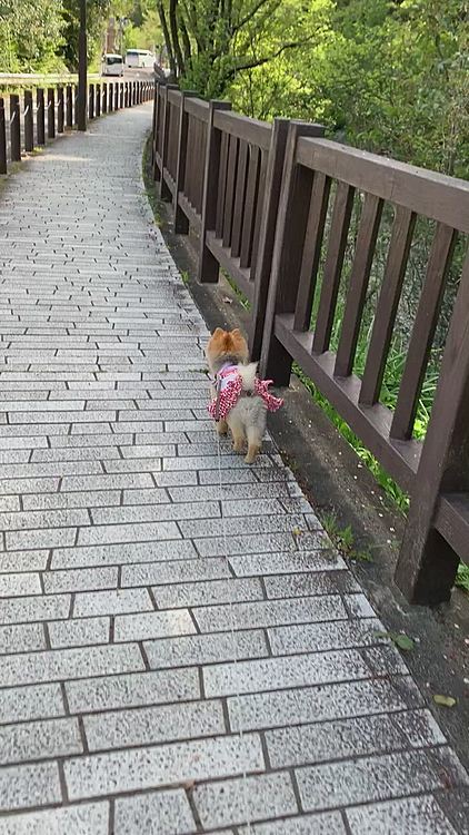 おちりフリフリ、ご機嫌な後ろ姿です☺️
緊急事態宣言で外出自粛のはずなのに、お城前からメインの通りは、明らかに地元の人ではないであろう人を見掛けました…
こういう人達は、何を考えて来てるのかなぁと少し疑問に思うルルママ…