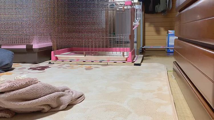 昼間、久しぶりにロングのお散歩行ったのに、まだまだ元気なルルちゃん😅
何のスイッチが入ったの〜🤣