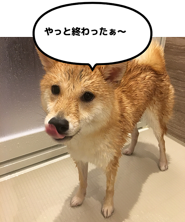 スリムになって別犬になりました⭐️
