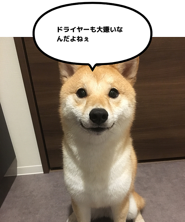 嫌いなドライヤーから逃げ回りながらも
なんとか乾かしました❣️