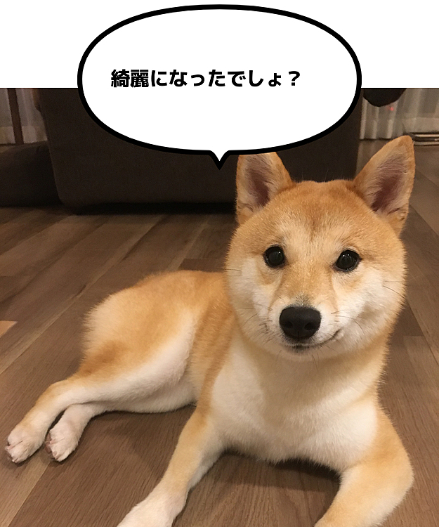 写真じゃわかりにくいけど…ふわふわツヤツヤになりました💕

さて、毛だらけの脱衣所とお風呂掃除が大変だ〜💦