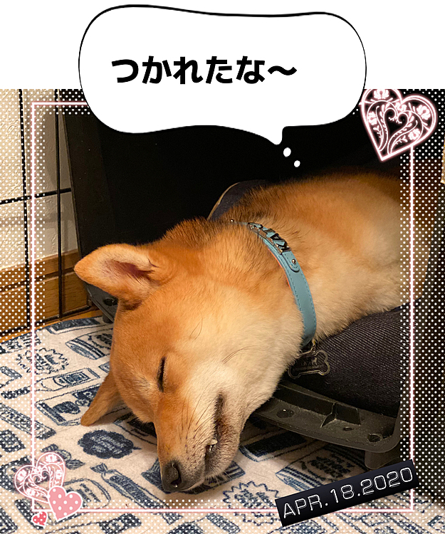 そのまま病院へ🏥狂犬病の予防接種💉をしてもらいました。
病院嫌いな櫂。。。
久しぶりの先生にビビりまくりで今までになく大騒ぎ😱😱
なんとか、注射💉を終え、バタンキューの櫂でした😅