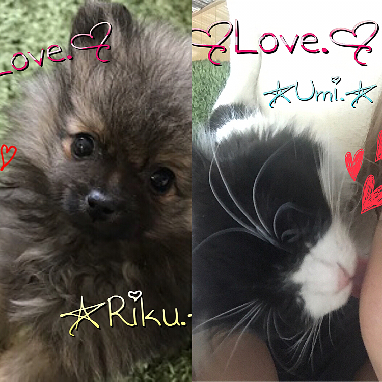【今日の1コマ】
お互いの存在に慣れてきたのか
ますますじゃれ合う深海（うみ）🐱と
大陸（りく）🐶。
今日はお互い意識し始めたのか
代わる代わるとっても甘えん坊でした♡笑