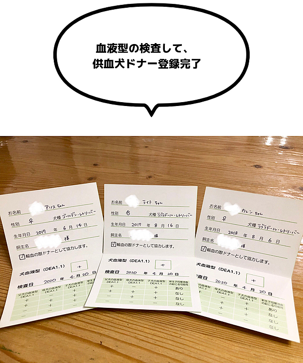 今日は朝イチの予約で病院です🏥
・血液型検査
・供血犬ドナー登録
・狂犬病予防接種
・ノミ ダニ フィラリア予防薬
採血💉注射💉💉で、針3本 チックン💦
ライトとアリスは全然平気で余裕の表情🐶🐶🎵
カレンは ちょっとビビりさん🐶💧
それでも大人しくお利口にできました👏😊
盛りだくさんだったけど、頑張ったお三方です🐶🐶🐶✨
