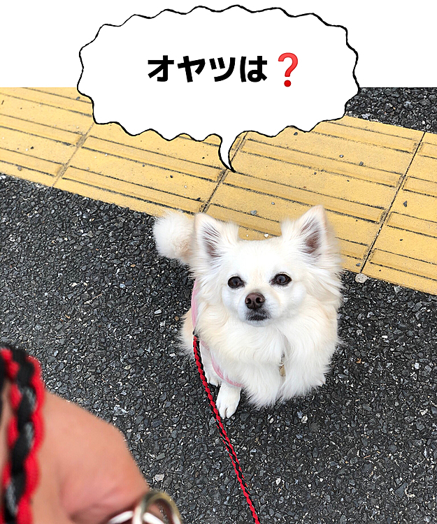 おはようございます😄
小雪は今朝も元気いっぱいお散歩してきたよ🐾👣