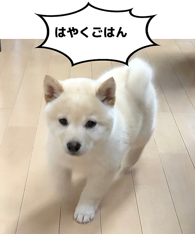 あさのご飯はいつも大騒ぎ！！！(￣∀￣)