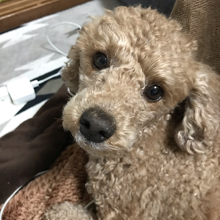 4/21
昨日のアラシの寝ている姿特集です😊
